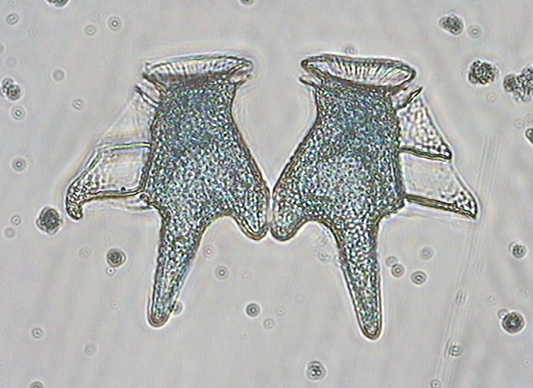 Dictyocha speculum